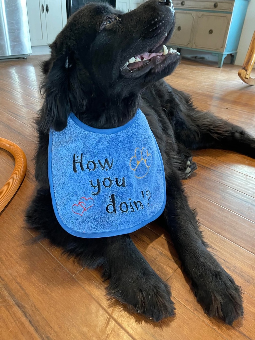 Dog Bib Bandana